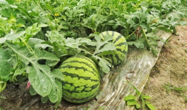 五一吃瓜网吃瓜新闻,五一假期热门吃瓜新闻大盘点