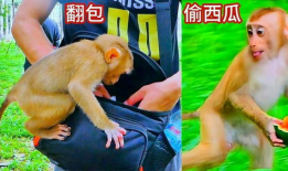 nz网红吃瓜小猴子