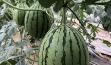 网红吃瓜总结,揭秘娱乐圈幕后真相