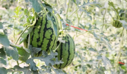 宜都网红吃瓜,揭秘当地美食背后的故事