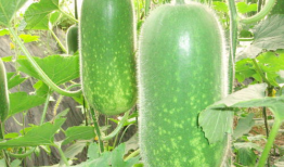 667吃瓜网,揭秘娱乐圈最新热点，带你畅游八卦海洋